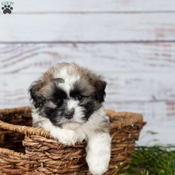 Mickey, Teddy Bear Puppy